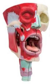 鼻、口、咽喉腔分解模型